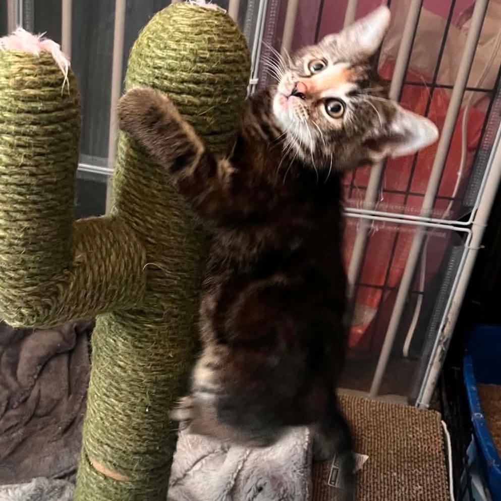 Choco Taco, a Adoptable Domestic Short Hair in Middleton, WI image 2/4