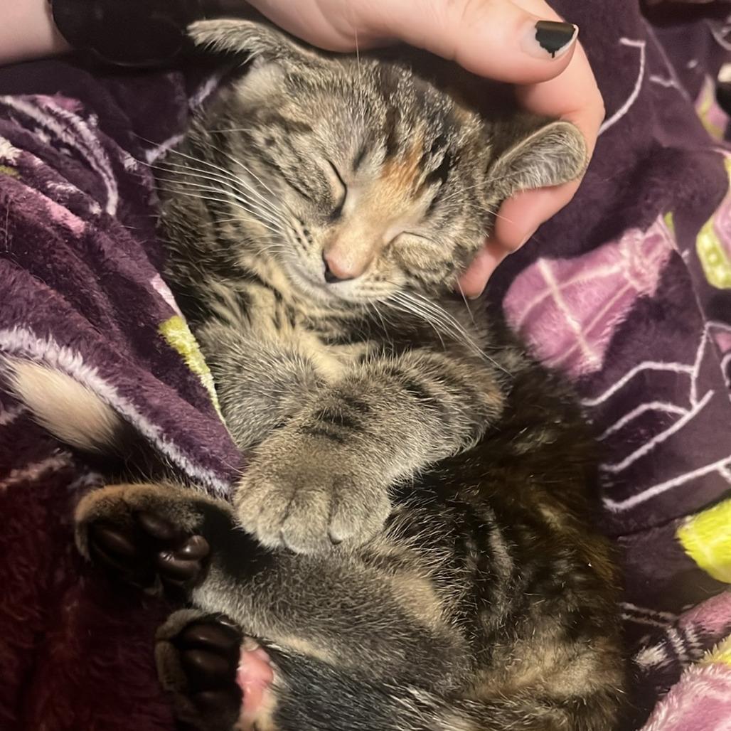 Choco Taco, a Adoptable Domestic Short Hair in Middleton, WI image 3/4