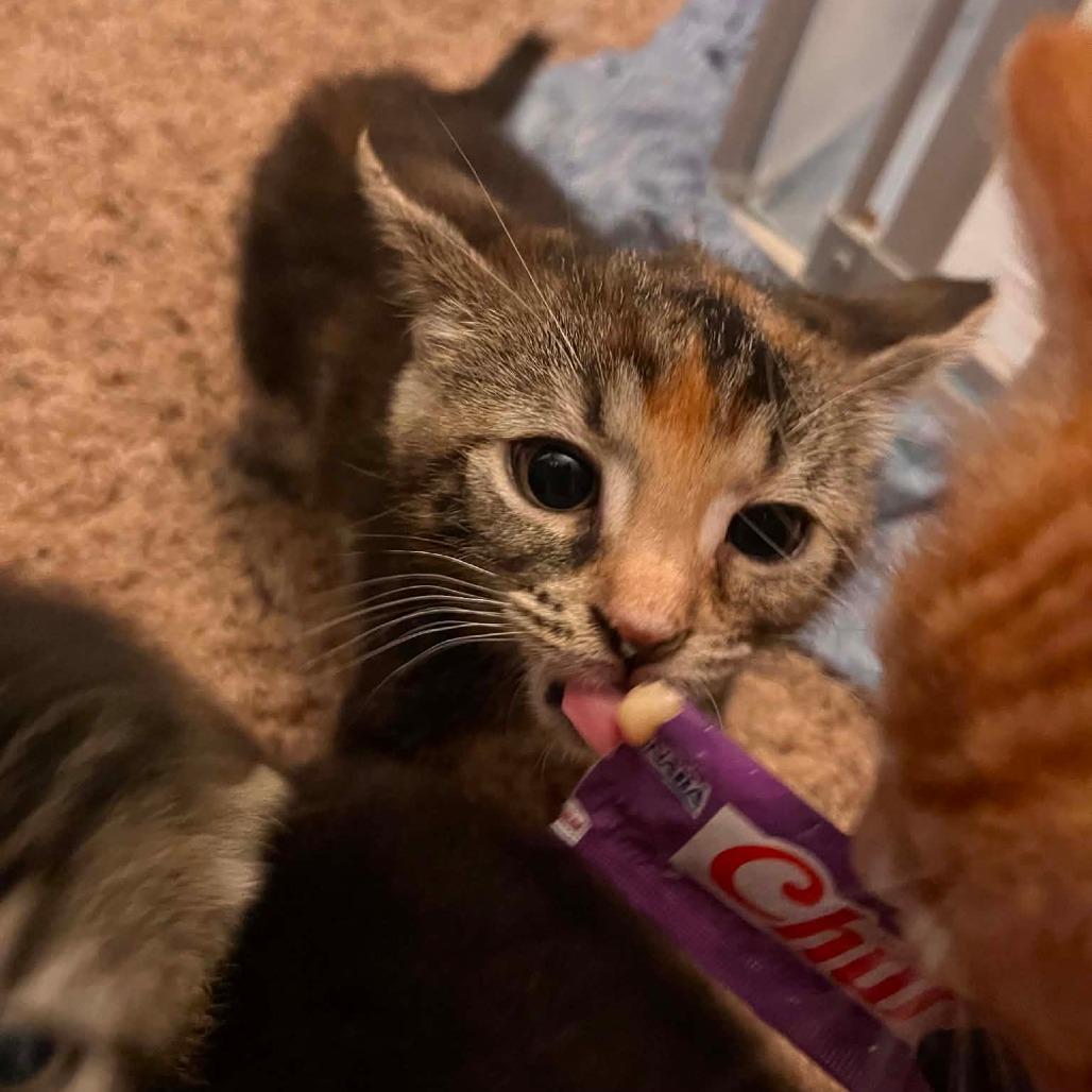 Choco Taco, a Adoptable Domestic Short Hair in Middleton, WI image 4/4