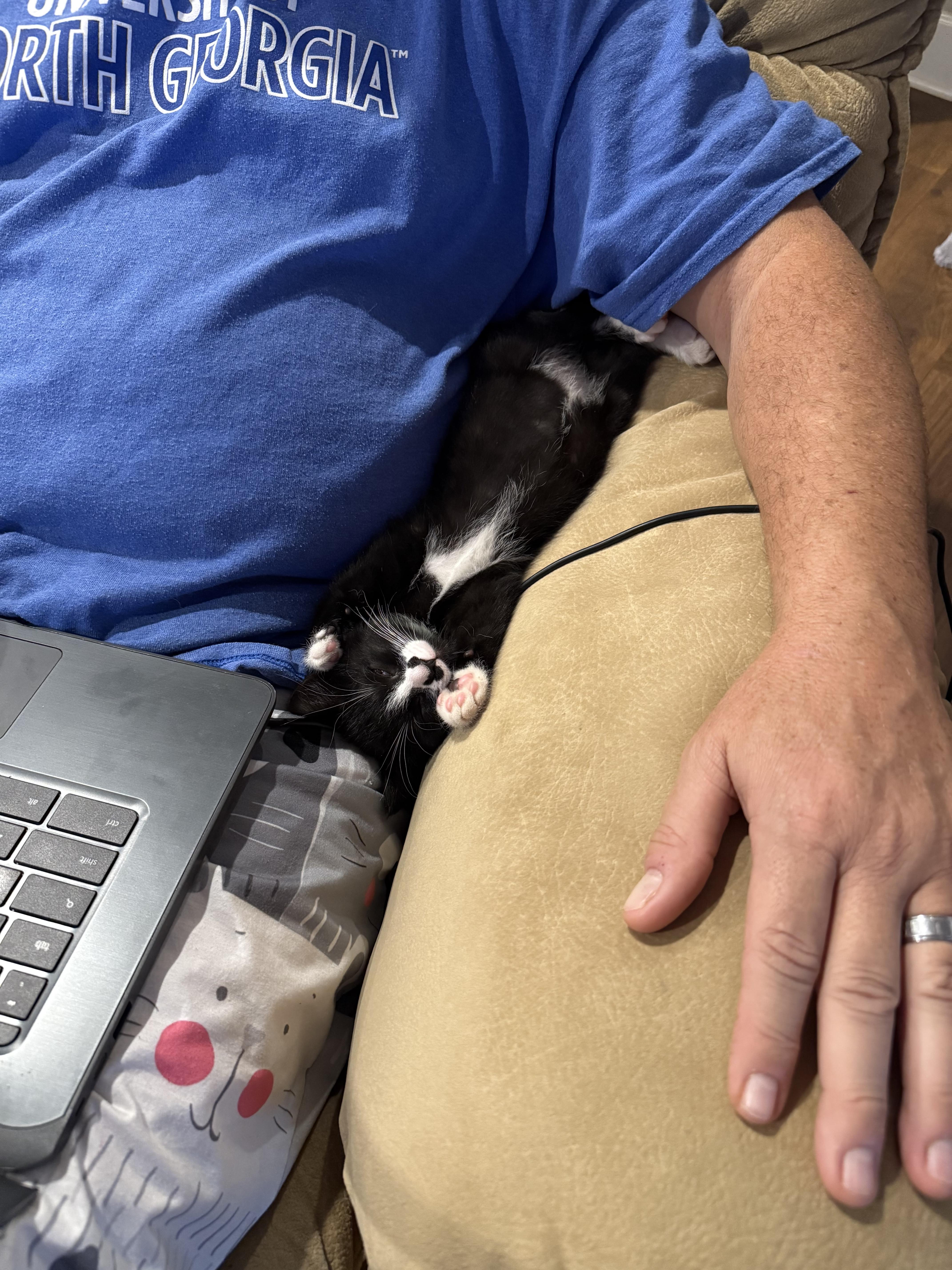 Jack-frost, a ADOPTABLE mixed breed in Lawrenceville, GA image 3/5