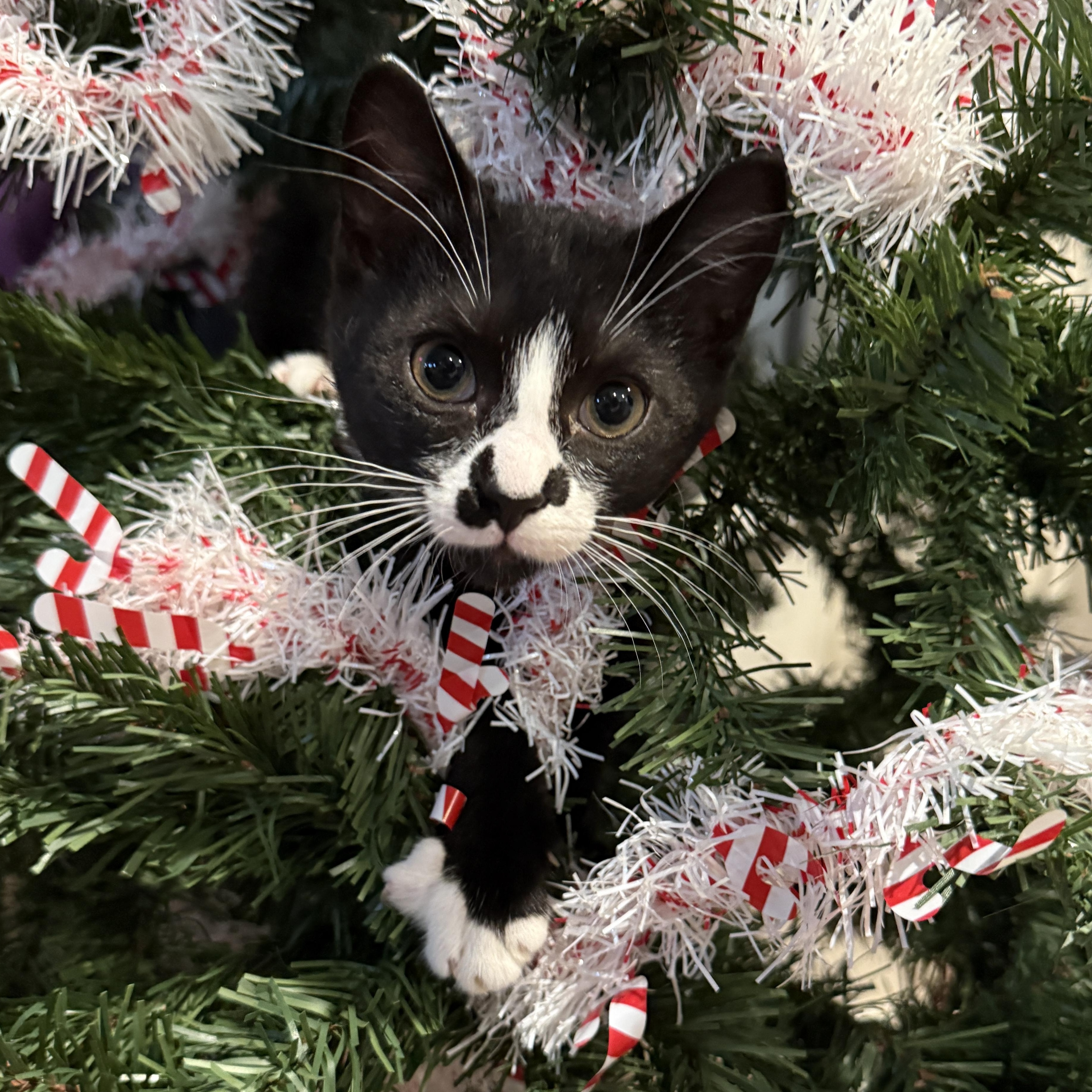 Enlarge Jackfrost, a ADOPTABLE mixed breed in Lawrenceville, GA image 1/6