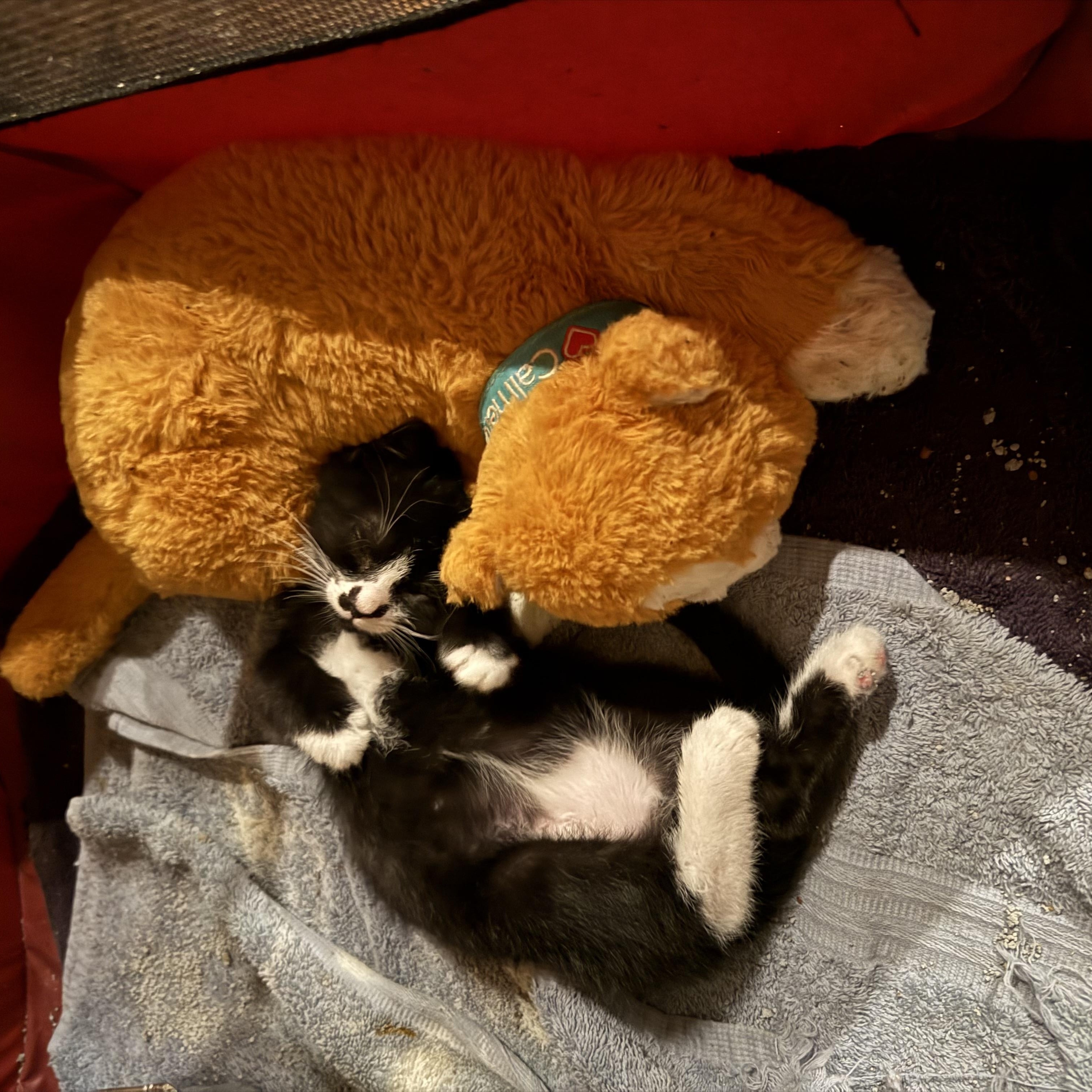 Jack-frost, a ADOPTABLE mixed breed in Lawrenceville, GA image 5/5