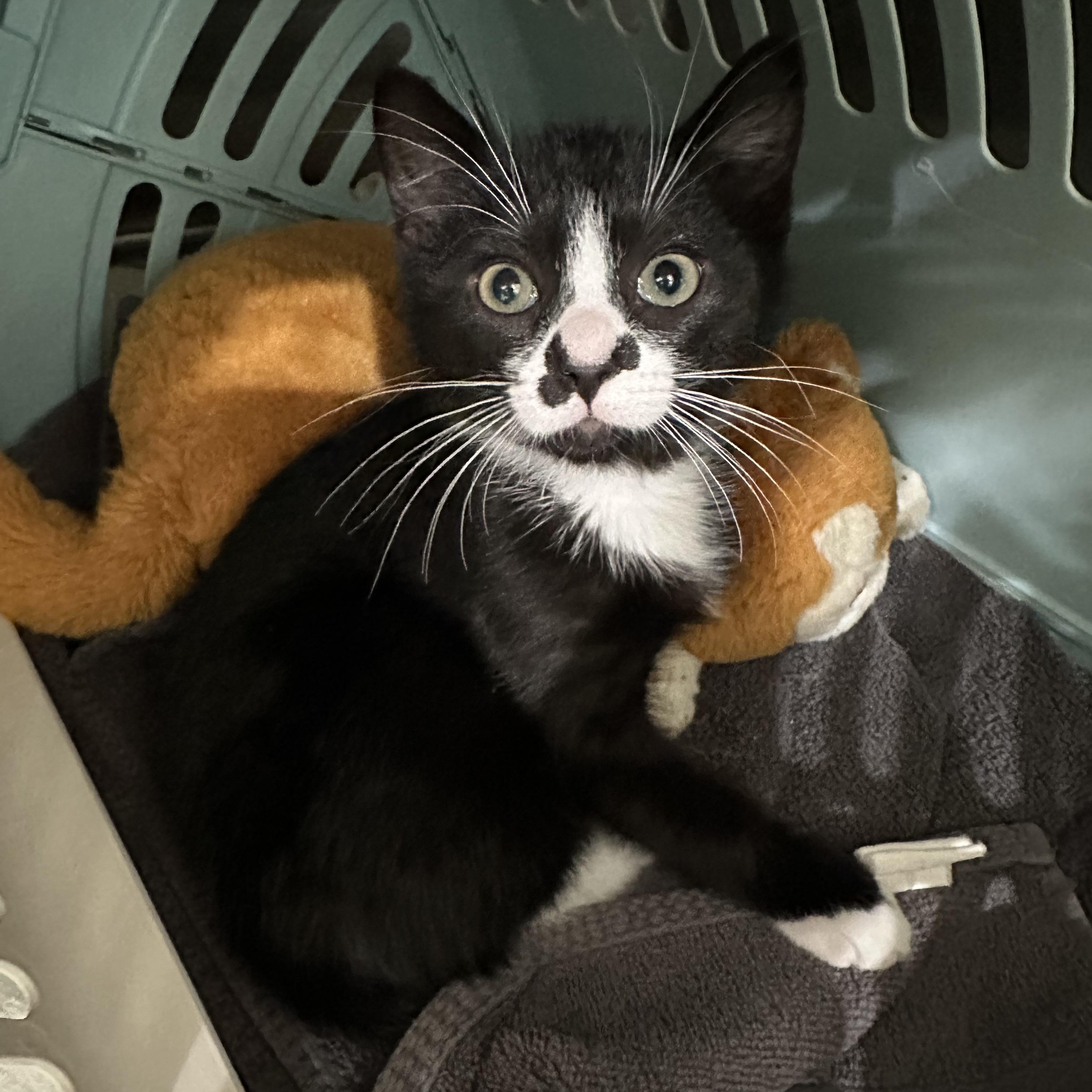 Jack-frost, ADOPTABLE, Kitten Male Tuxedo & Domestic Short Hair.