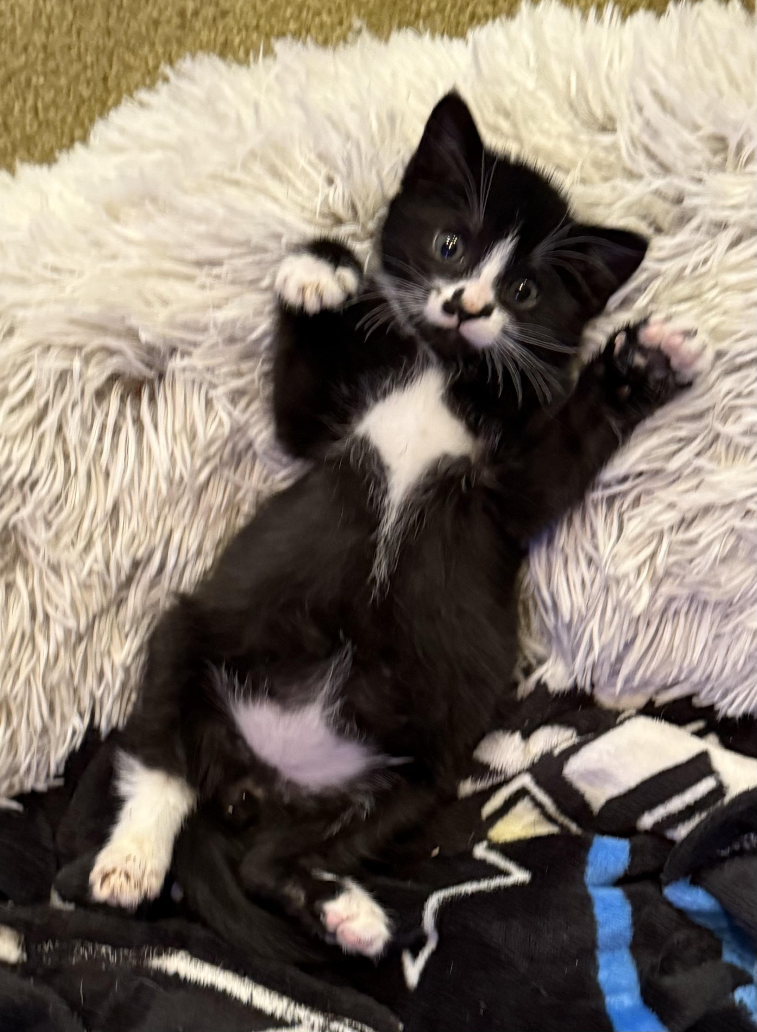 Jack-frost, a ADOPTABLE mixed breed in Lawrenceville, GA image 4/5