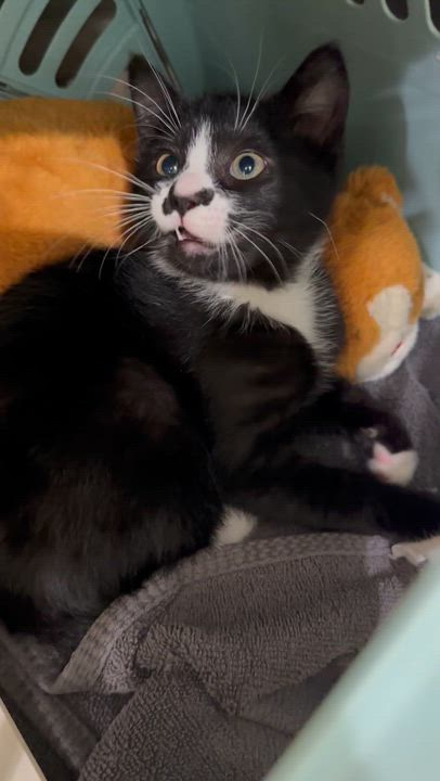 Enlarge Jack-frost, a ADOPTABLE mixed breed in Lawrenceville, GA video 2/5