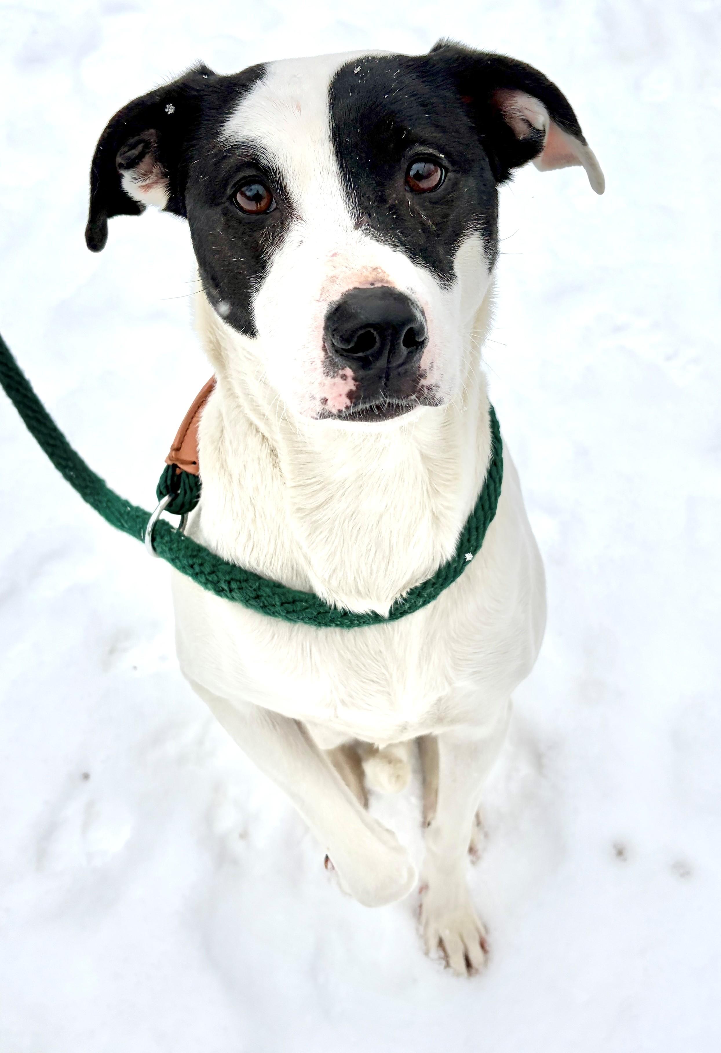 Piggy, ADOPTABLE, Adult Female Rhodesian Ridgeback & Labrador Retriever.