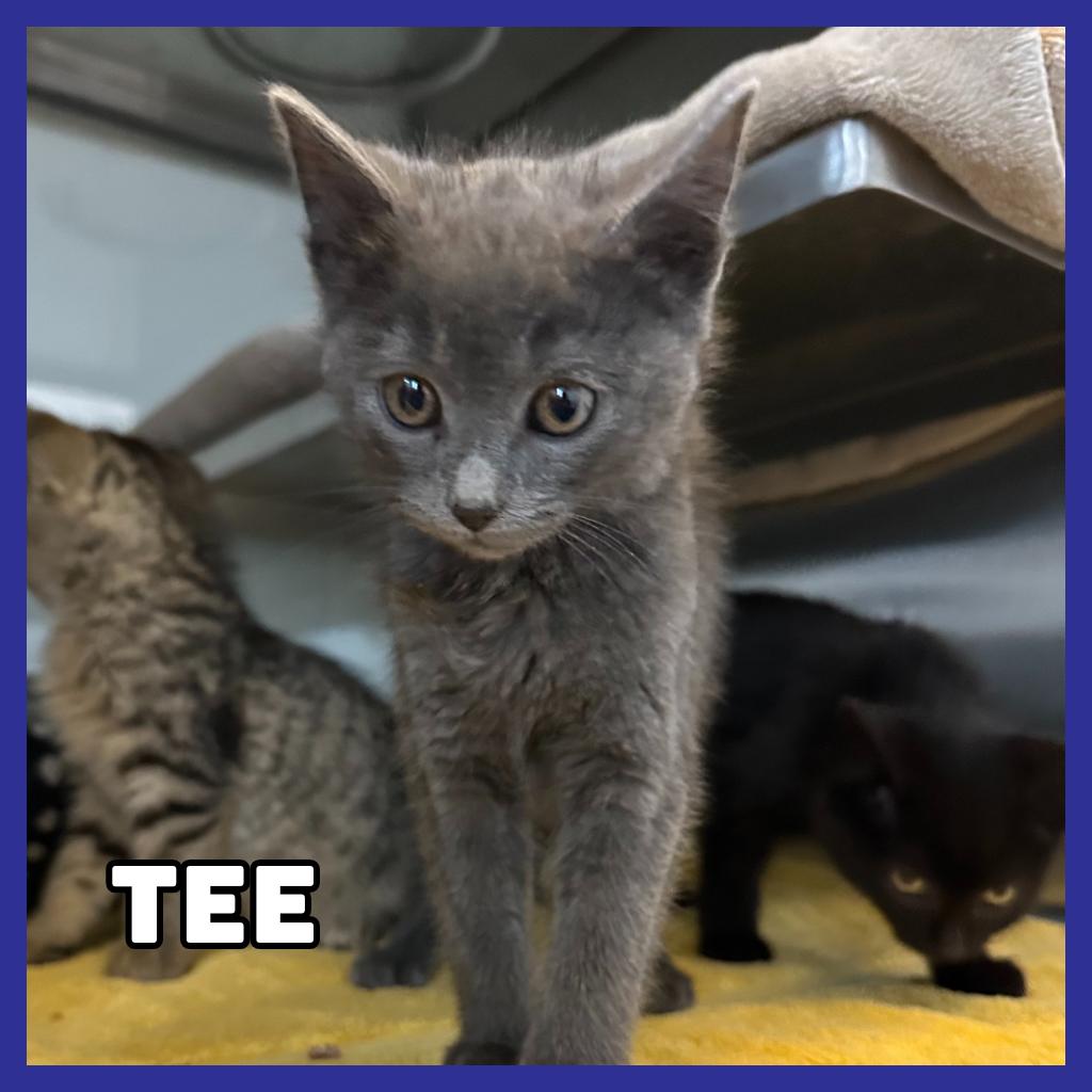 Tee, Adoptable, Kitten Male Domestic Short Hair.