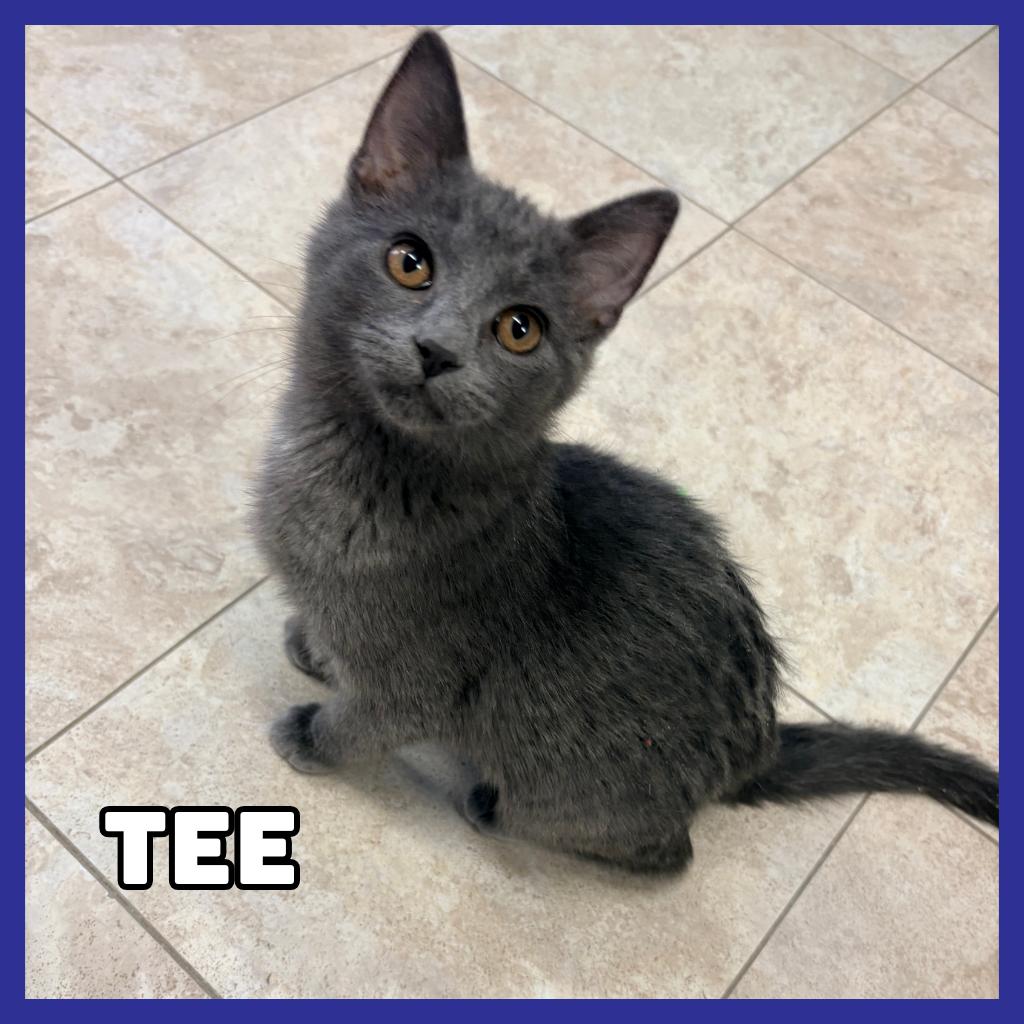 Tee, a Adoptable Domestic Short Hair in Glenwood, MN image 2/4