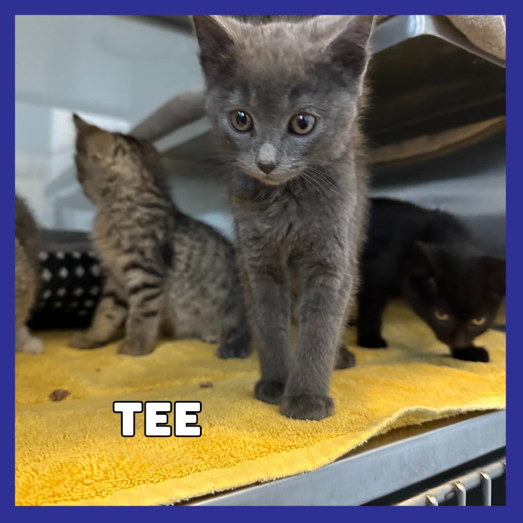 Tee, a Adoptable Domestic Short Hair in Glenwood, MN image 3/4
