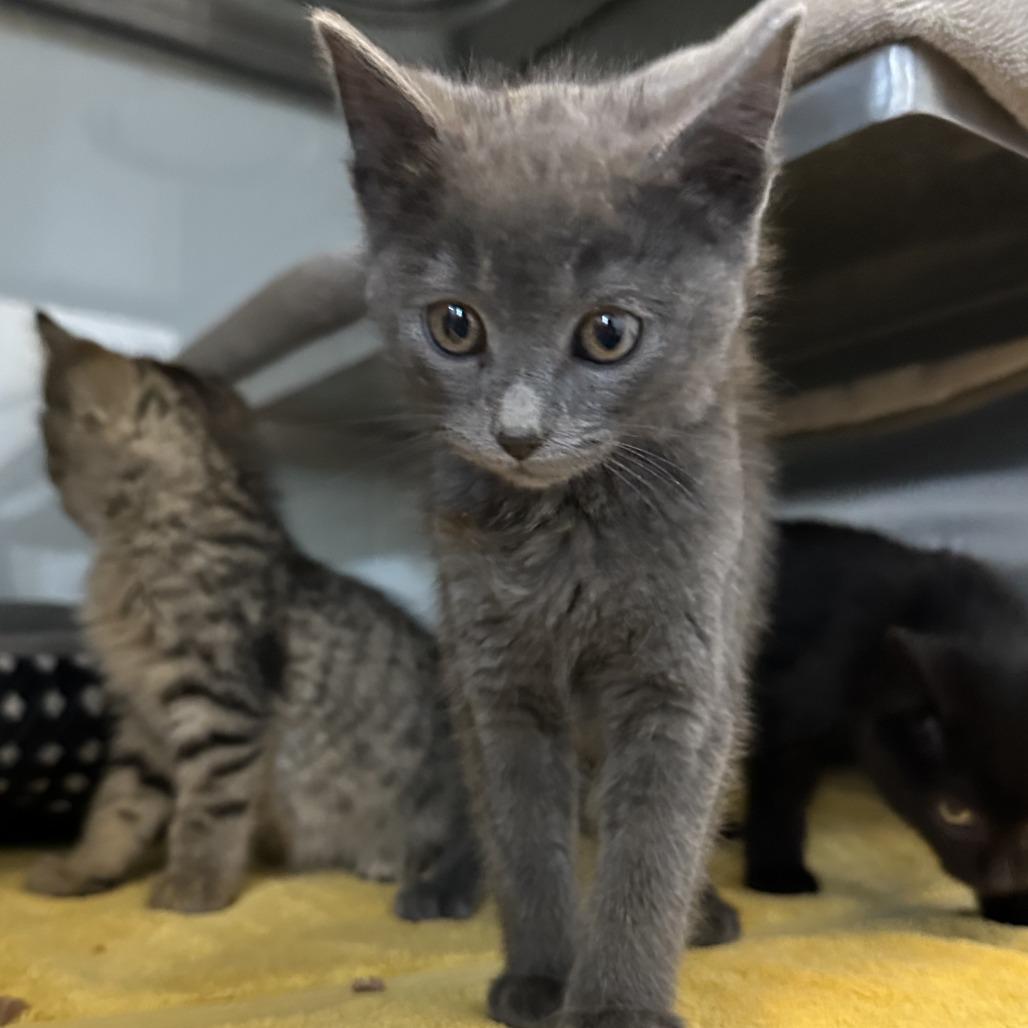 Tee, a Adoptable Domestic Short Hair in Glenwood, MN image 4/4