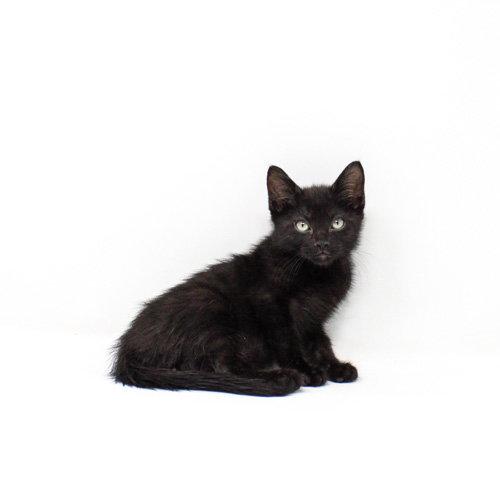 Crow, Adoptable, Kitten Male Domestic Short Hair.