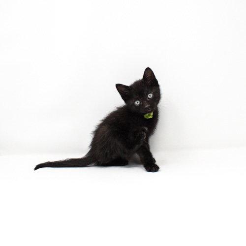 Crow, a Adoptable Domestic Short Hair in Florence, AZ image 2/2