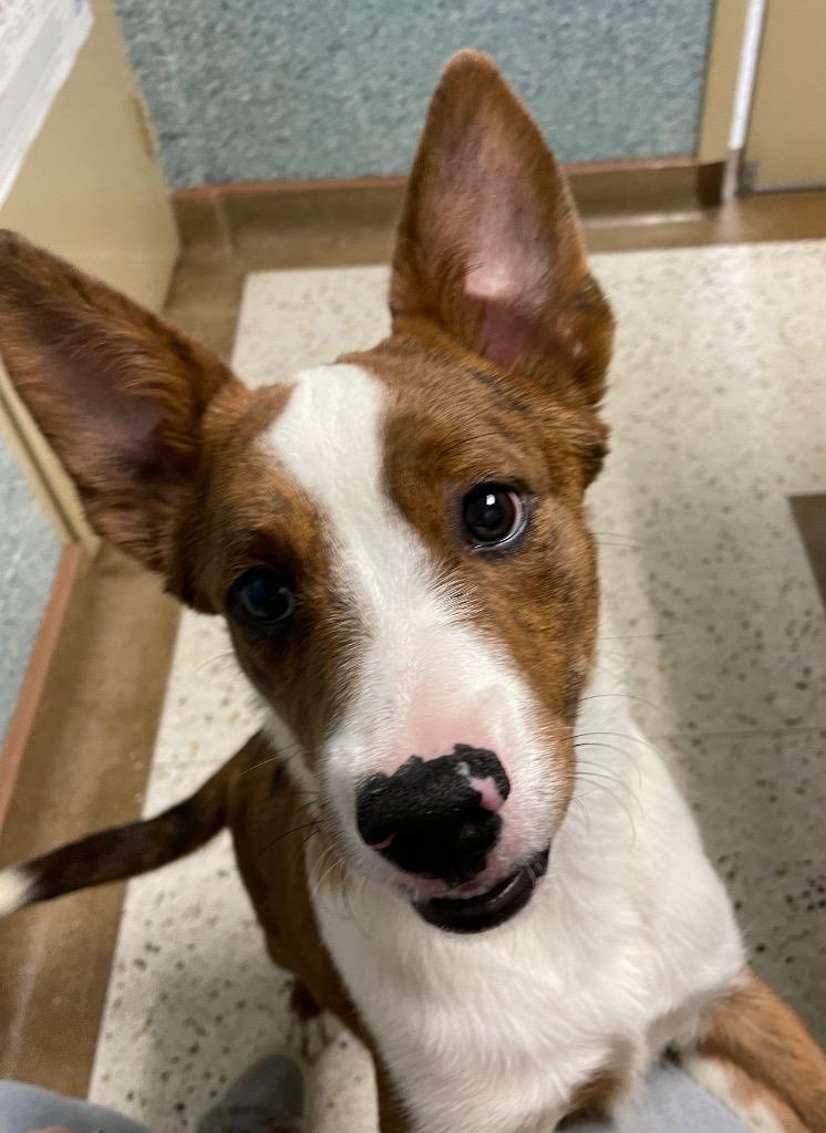 Simba, adopted, Young Male Cattle Dog & Pit Bull Terrier.