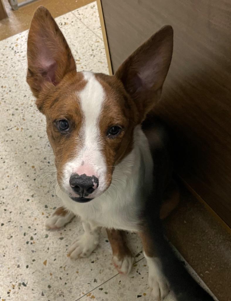 Enlarge Simba, an adopted mixed breed in Mustang, OK image 3/4