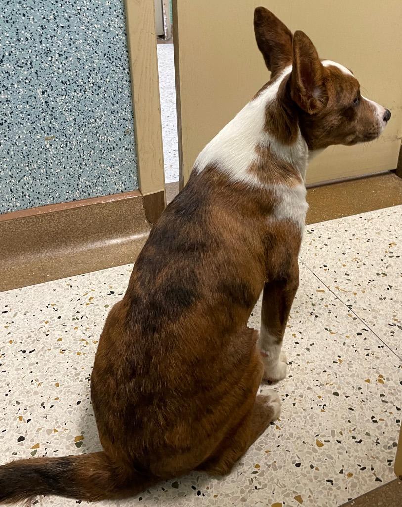 Enlarge Simba, an adopted mixed breed in Mustang, OK image 4/4