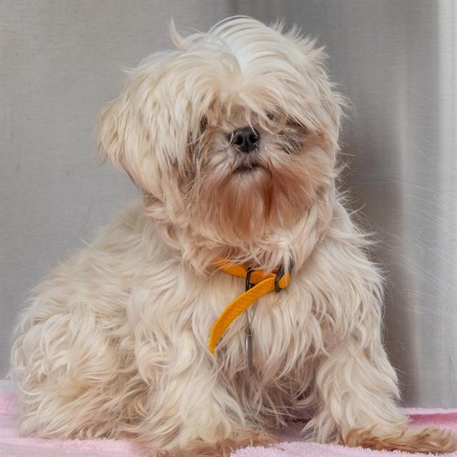 DIVA, Adoptable, Adult Female Shih Tzu & Maltese.