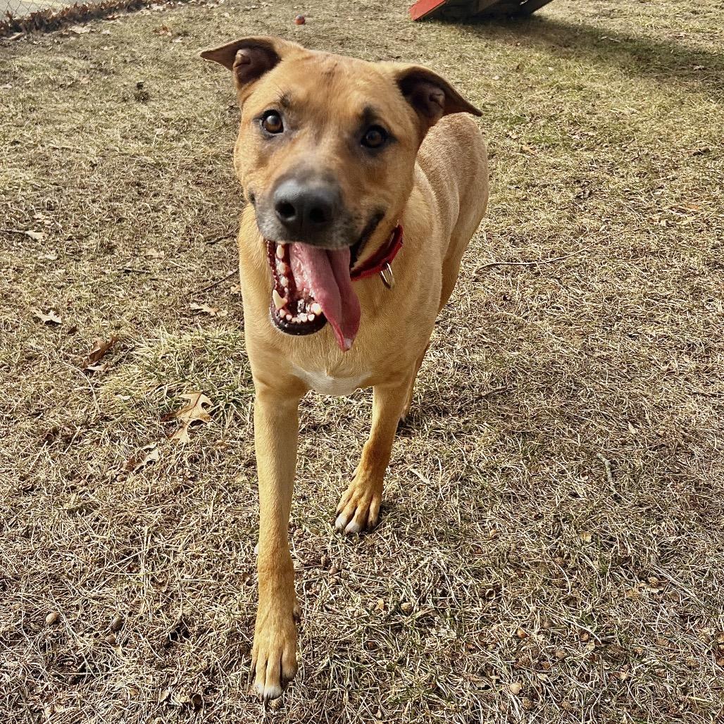 Brody, Adoptable, Adult Male Shepherd & Pit Bull Terrier.