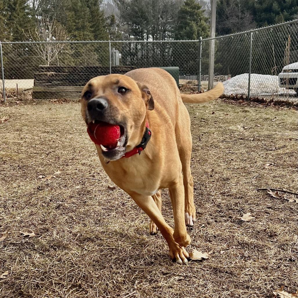 Enlarge Brody, a Adoptable mixed breed in Fenton, MI image 4/6