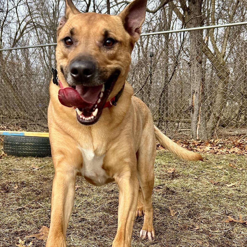 Enlarge Brody, a Adoptable mixed breed in Fenton, MI image 3/6