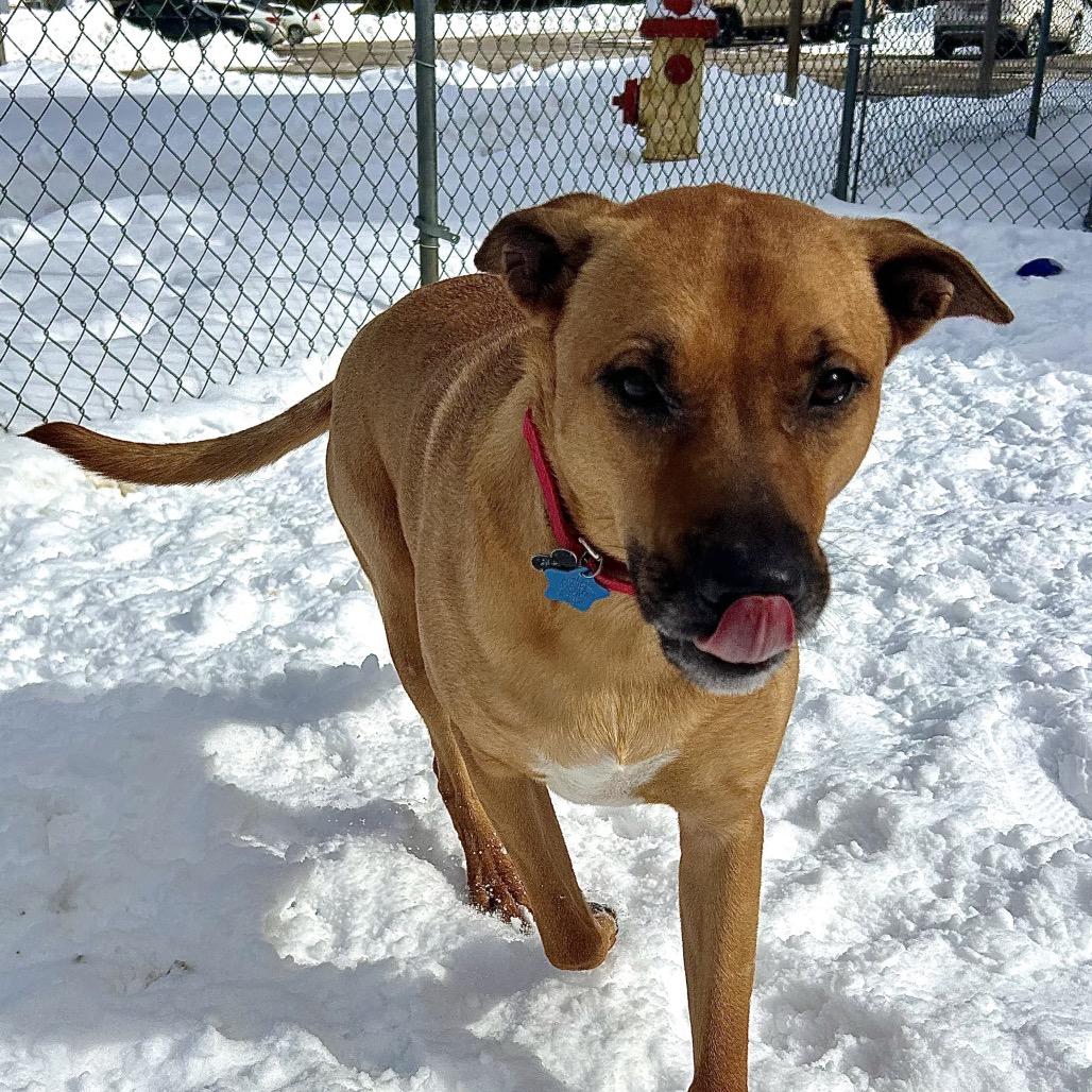 Enlarge Brody, a Adoptable mixed breed in Fenton, MI image 5/6