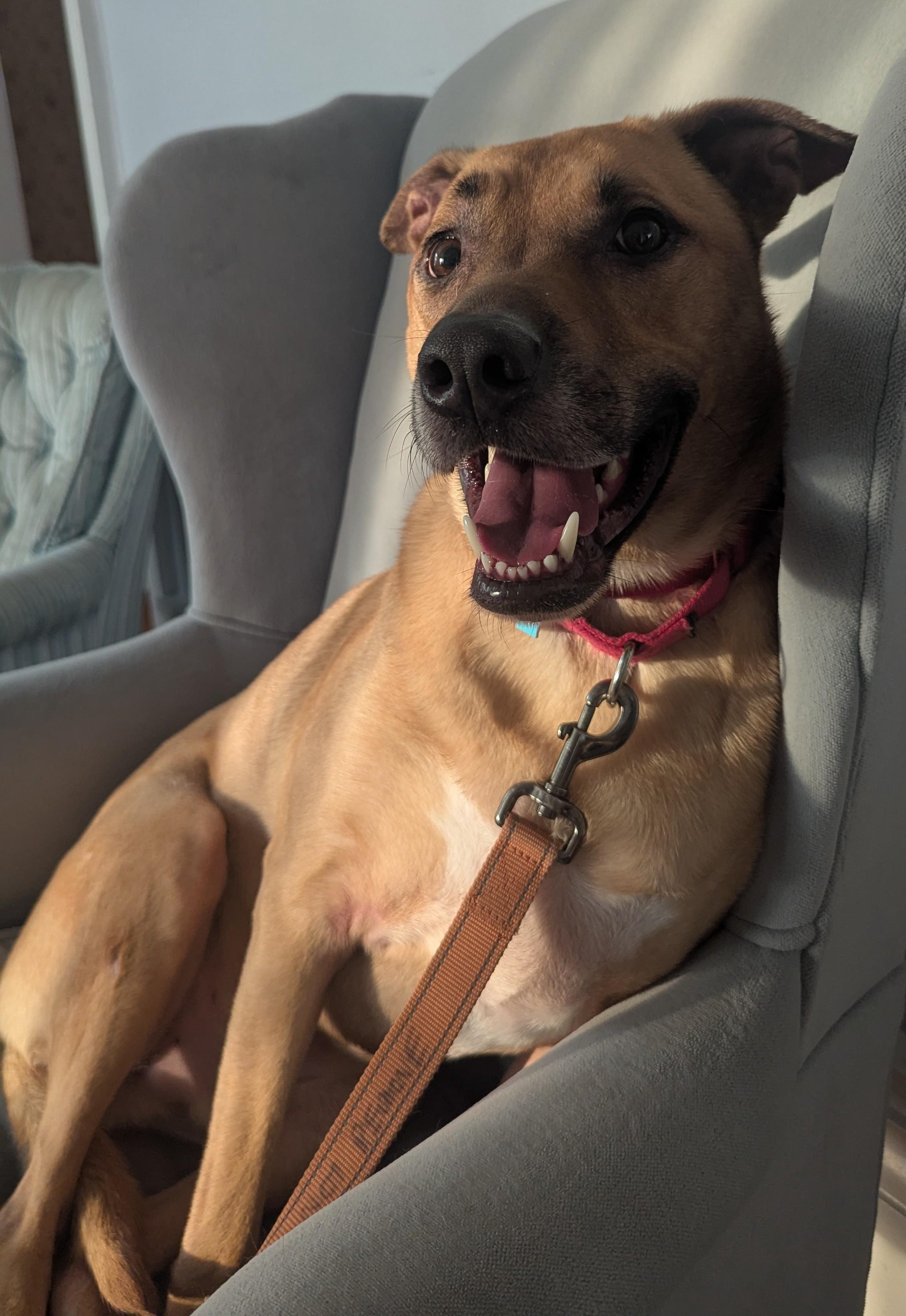 Enlarge Brody, a Adoptable mixed breed in Fenton, MI image 6/6