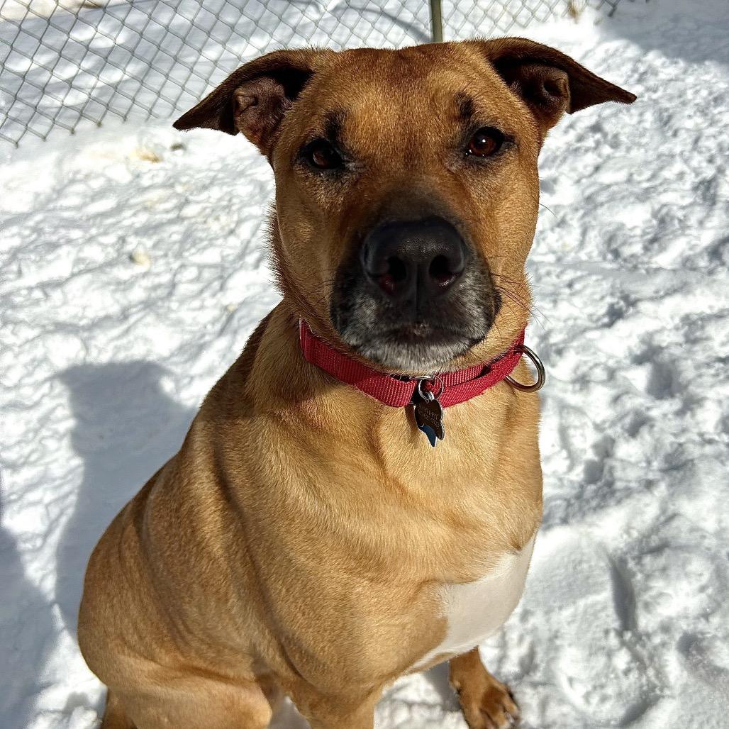 Enlarge Brody, a Adoptable mixed breed in Fenton, MI image 2/6