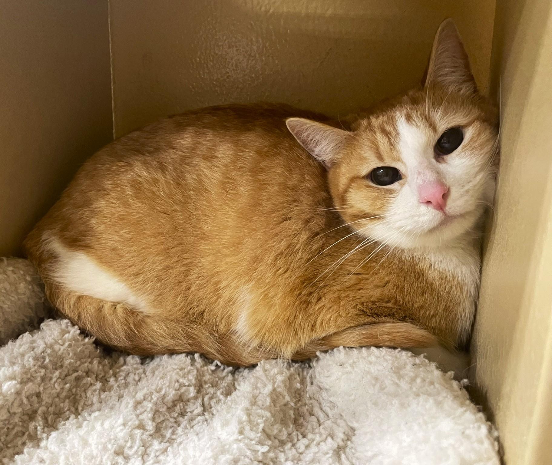 Blayne, a Adoptable mixed breed in Taylor, MI image 1/6