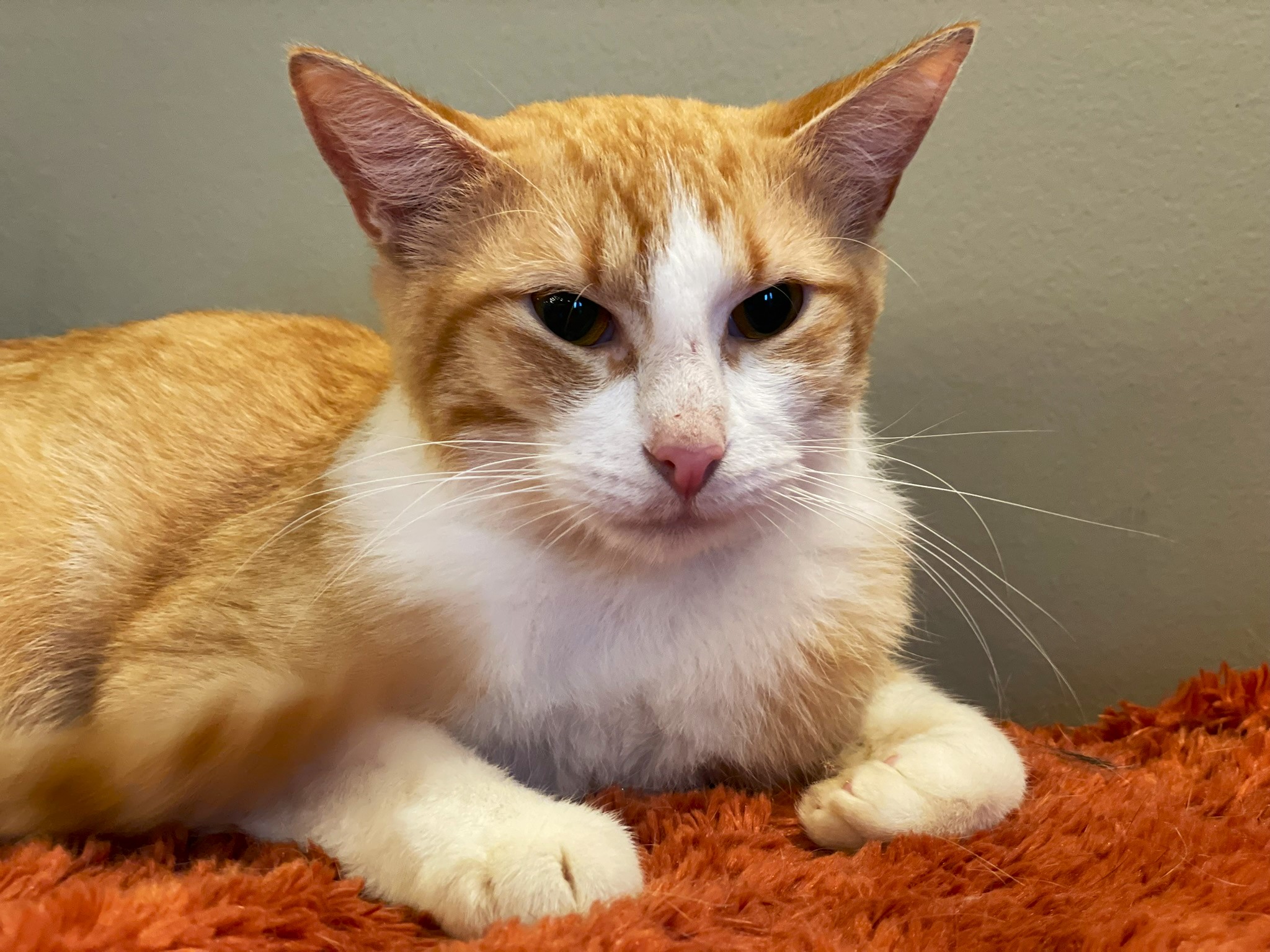 Blayne, a Adoptable mixed breed in Taylor, MI image 4/6