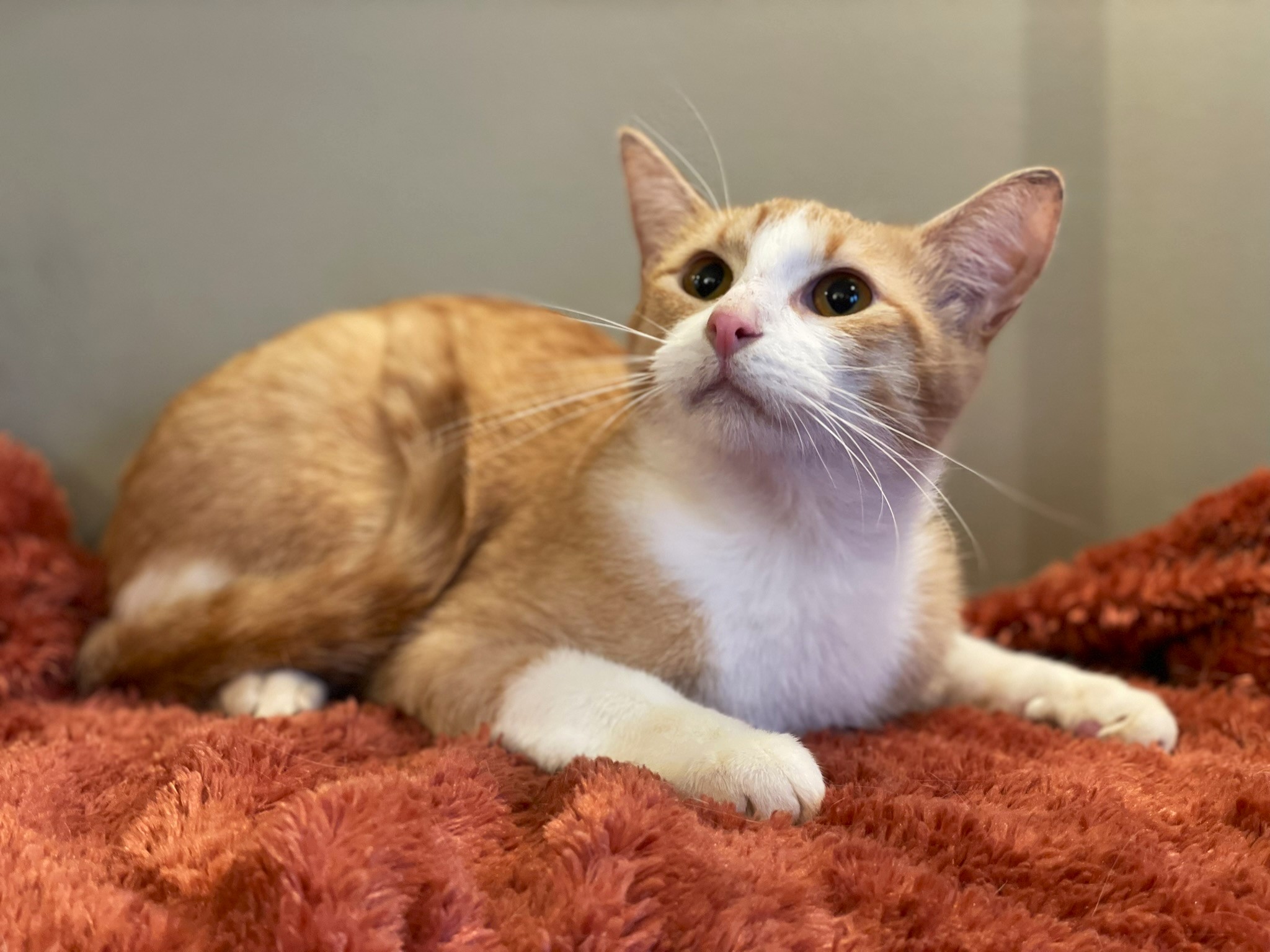 Blayne, a Adoptable mixed breed in Taylor, MI image 3/6