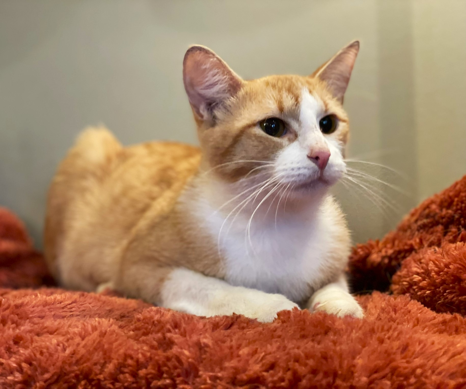 Blayne, a Adoptable mixed breed in Taylor, MI image 2/6