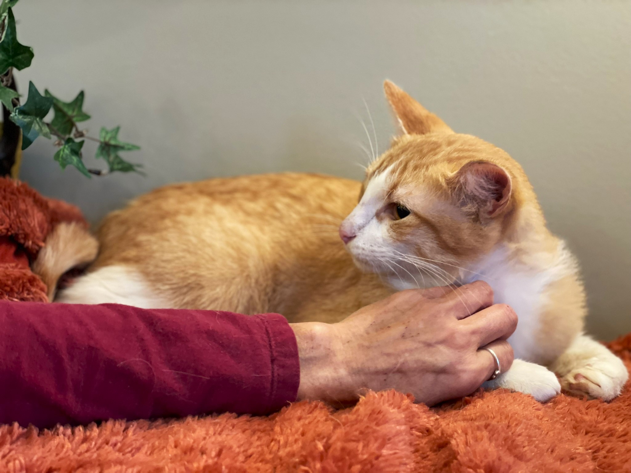 Blayne, a Adoptable mixed breed in Taylor, MI image 5/6