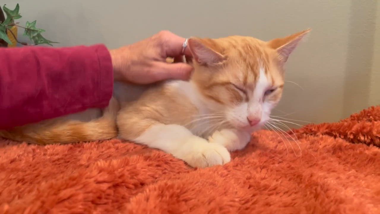 Enlarge Blayne, a Adoptable mixed breed in Taylor, MI video 6/6