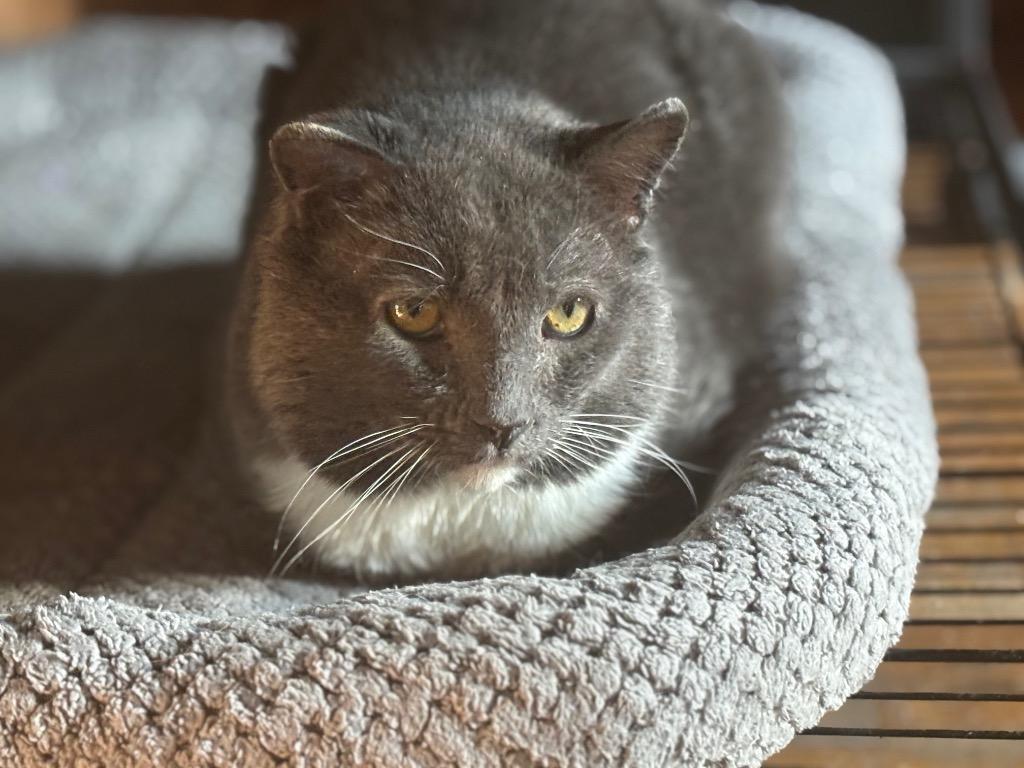 Enlarge Magic, a Adoptable Domestic Short Hair in Gorham, ME image 1/1