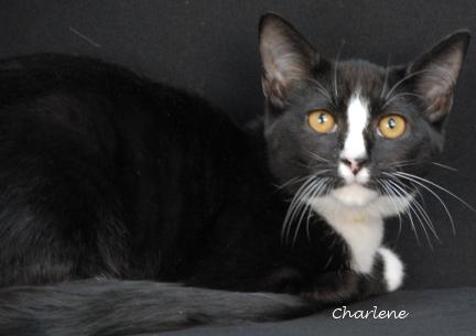 Oogie, Adoptable, Young Male Domestic Short Hair.