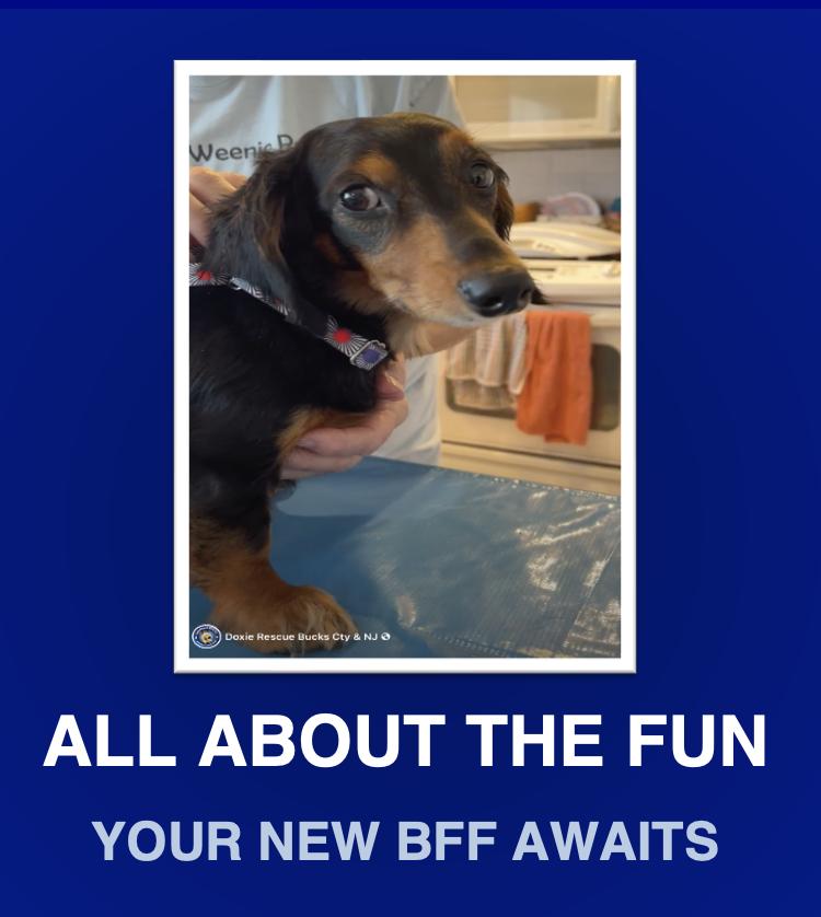 Tyler, Adopted, Young Male Dachshund.