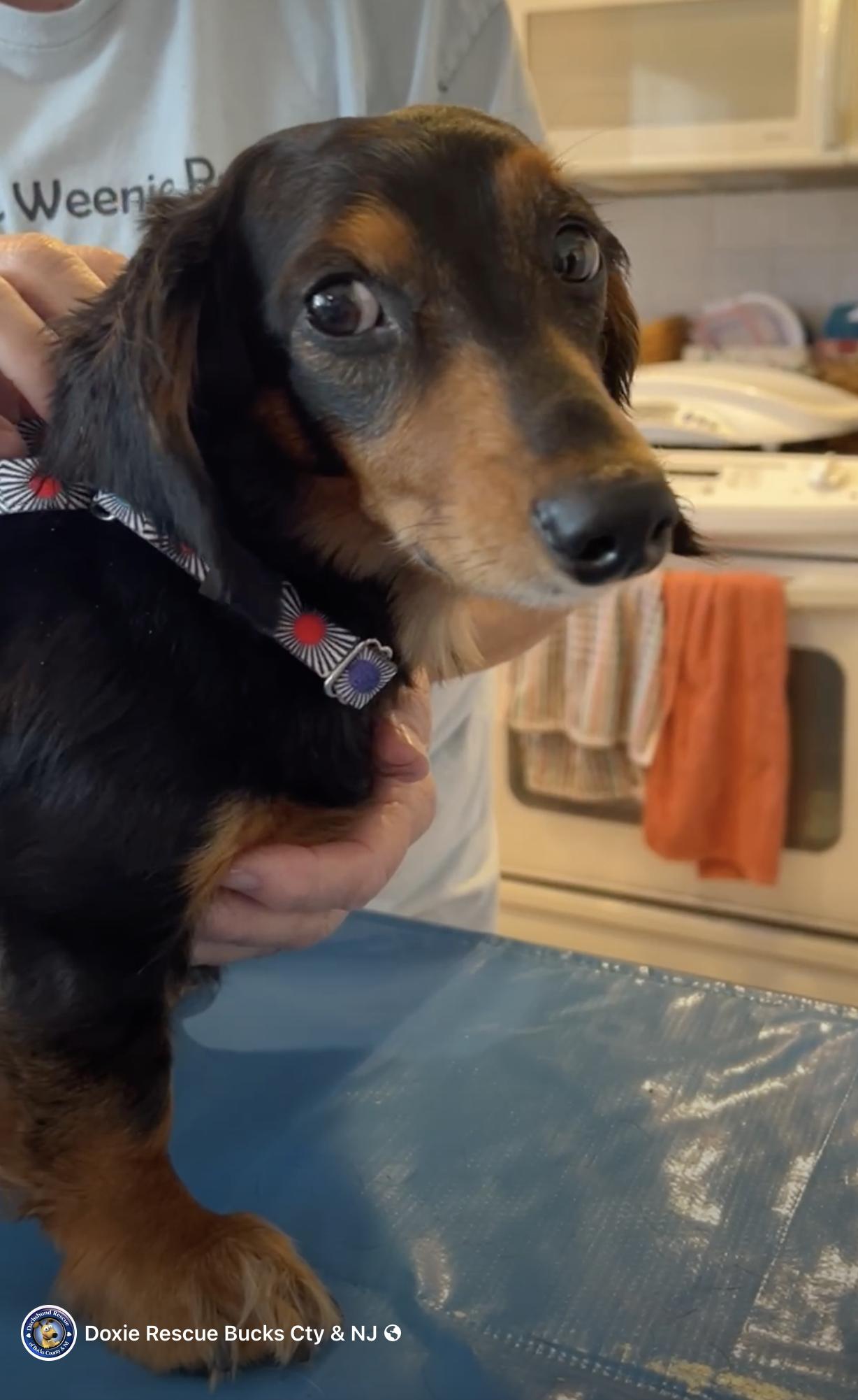 Enlarge Tyler, a Adopted Dachshund in Morrisville, PA image 2/2