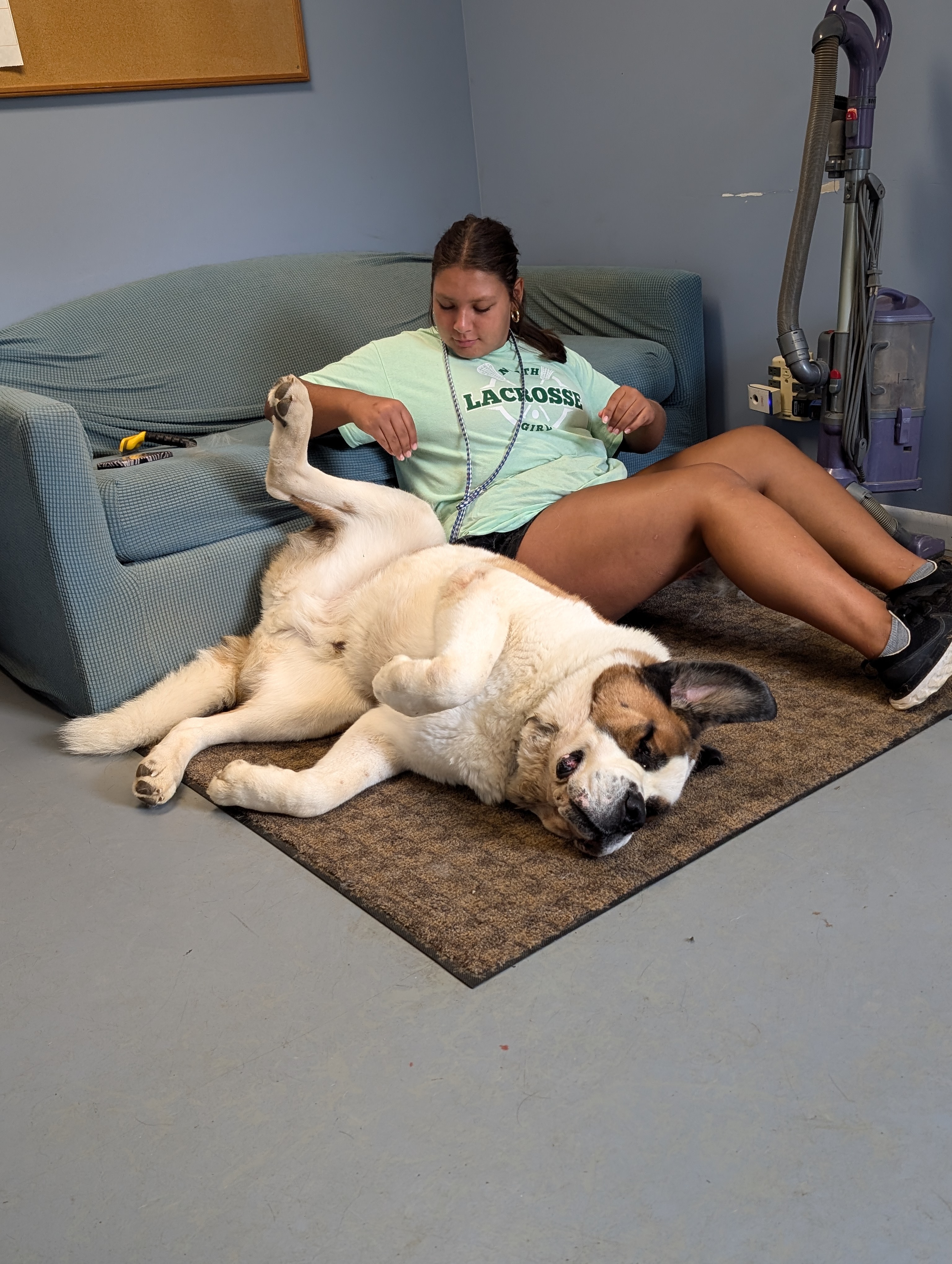 Enlarge Bosco, a Adoptable Saint Bernard in Evansville, IN image 2/3