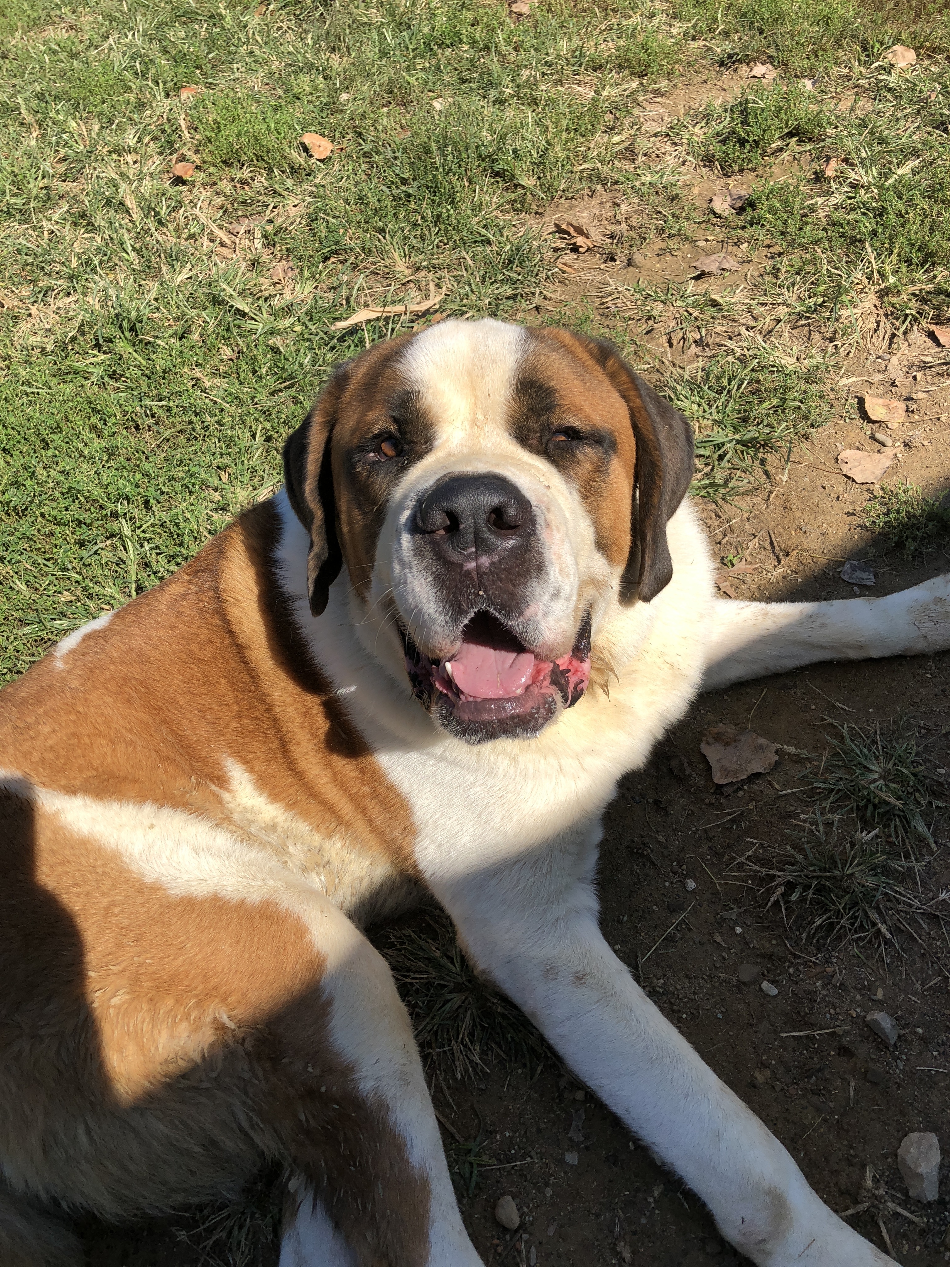 Enlarge Bosco, a Adoptable Saint Bernard in Evansville, IN image 3/3