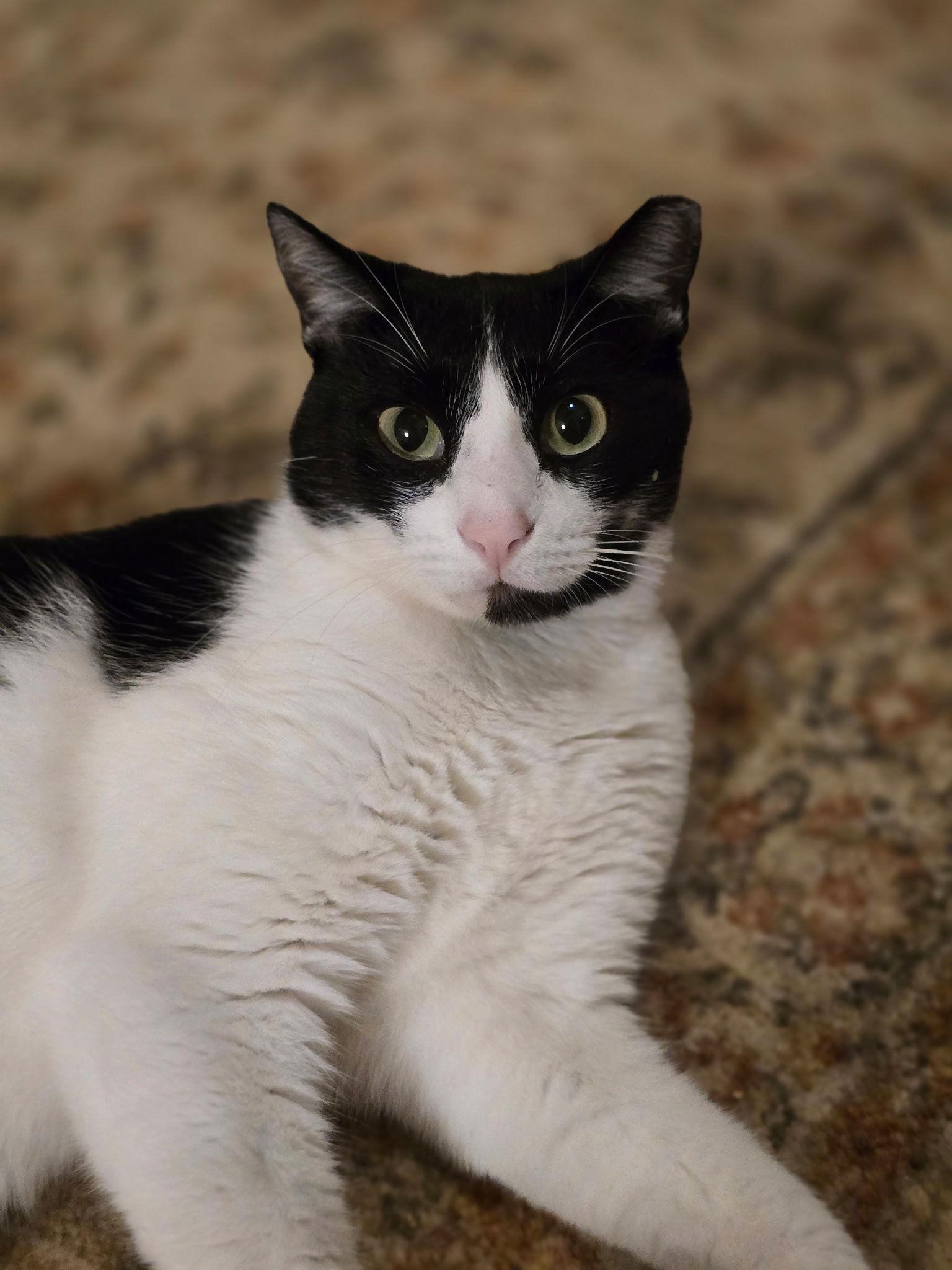Felix, Adoptable, Adult Male Domestic Short Hair.