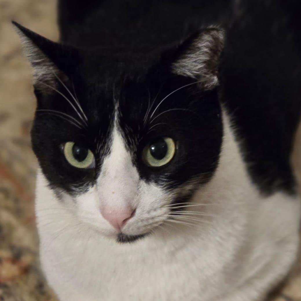 Enlarge Felix, a Adoptable Domestic Short Hair in Tampa, FL image 2/3