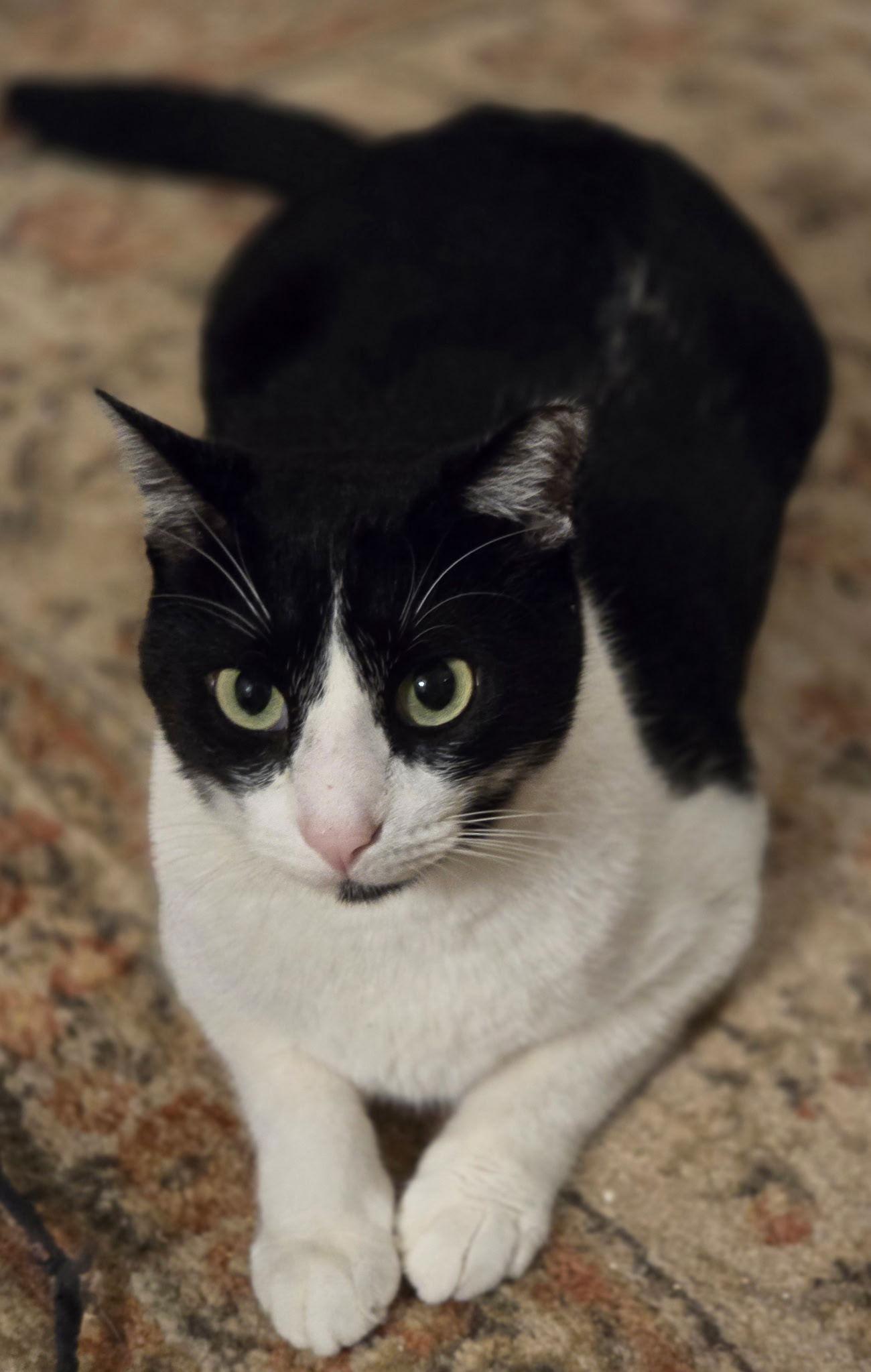 Enlarge Felix, a Adoptable Domestic Short Hair in Tampa, FL image 3/3