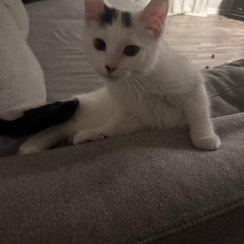 Gucci, ADOPTABLE, Kitten Male Domestic Short Hair.