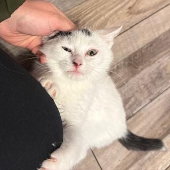 Enlarge Gucci, a ADOPTABLE Domestic Short Hair in Hudsonville, MI image 2/2