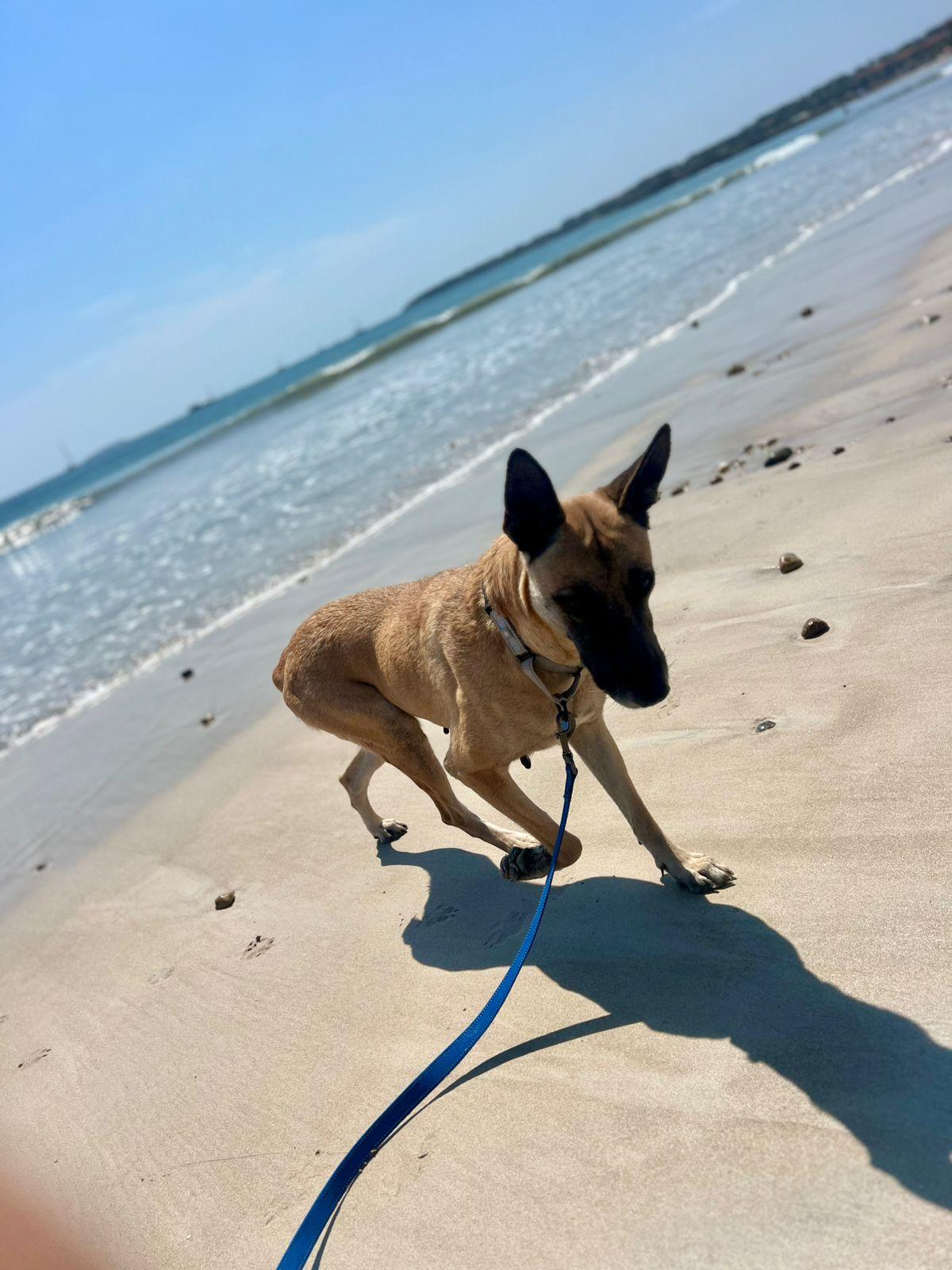 Enlarge Lola, a Adoptable Belgian Shepherd / Malinois in Corral del Risco, NAY image 5/6