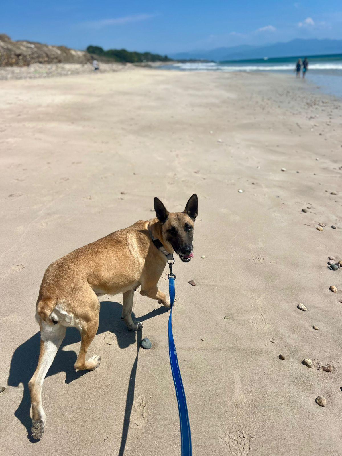 Enlarge Lola, a Adoptable Belgian Shepherd / Malinois in Corral del Risco, NAY image 4/6