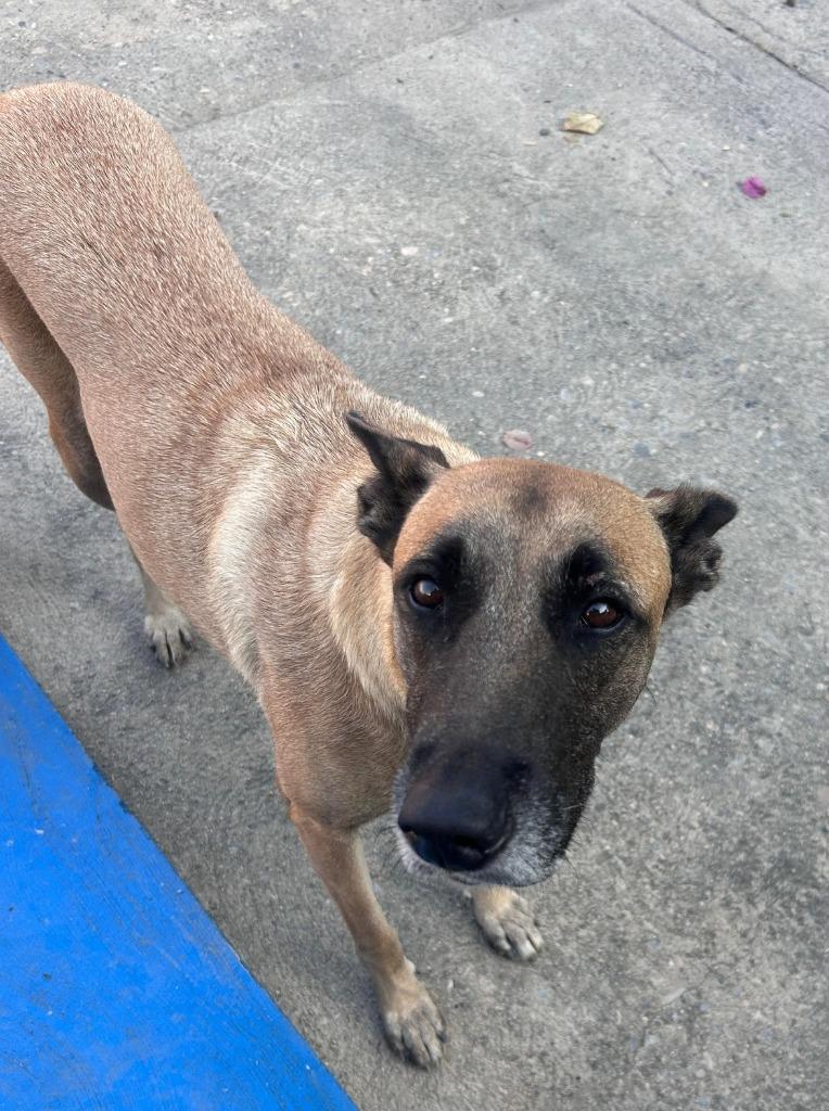 Lola, Adoptable, Adult Female Belgian Shepherd / Malinois.