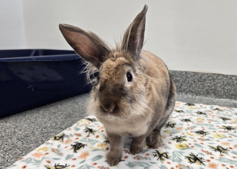 Firecracker, Adoptable, Adult Male Lionhead.