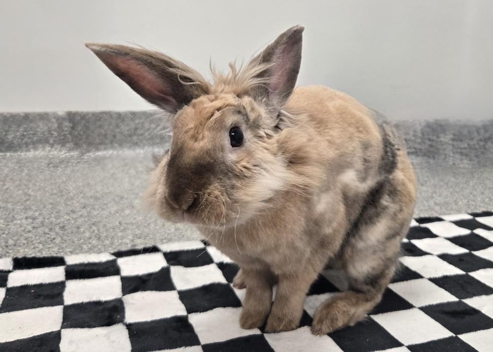 Enlarge Firecracker, a Adoptable Lionhead in Westford, MA image 2/6