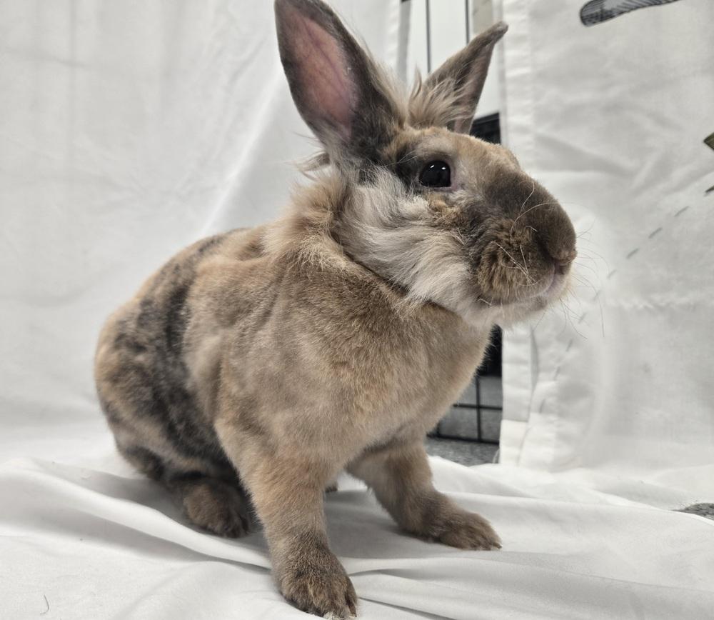 Enlarge Firecracker, a Adoptable Lionhead in Westford, MA image 3/6