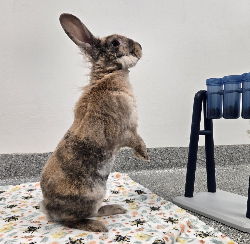 Enlarge Firecracker, a Adoptable Lionhead in Westford, MA image 4/6